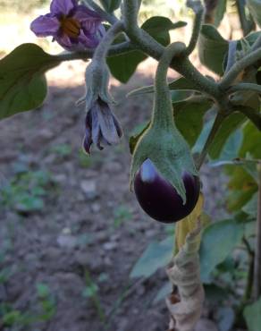 Fotografia 3 da espécie Solanum melongena no Jardim Botânico UTAD