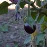 Fotografia 3 da espécie Solanum melongena do Jardim Botânico UTAD