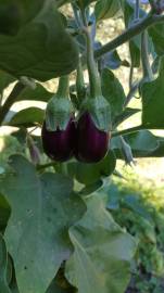 Fotografia da espécie Solanum melongena