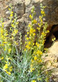 Fotografia da espécie Anthyllis cytisoides