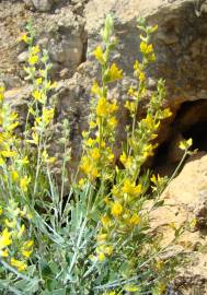 Fotografia da espécie Anthyllis cytisoides