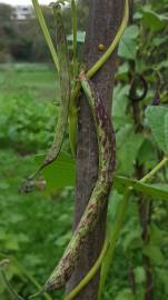 Fotografia da espécie Vigna unguiculata