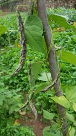 Fotografia da espécie Vigna unguiculata