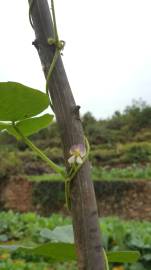 Fotografia da espécie Vigna unguiculata