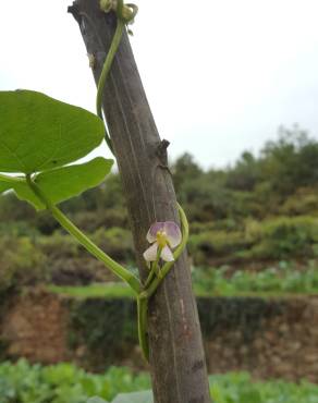 Fotografia 4 da espécie Vigna unguiculata no Jardim Botânico UTAD