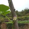 Fotografia 4 da espécie Vigna unguiculata do Jardim Botânico UTAD