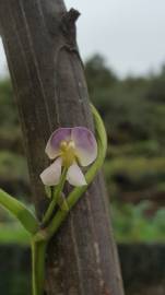 Fotografia da espécie Vigna unguiculata