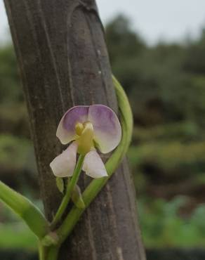 Fotografia 5 da espécie Vigna unguiculata no Jardim Botânico UTAD