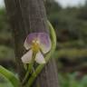 Fotografia 5 da espécie Vigna unguiculata do Jardim Botânico UTAD