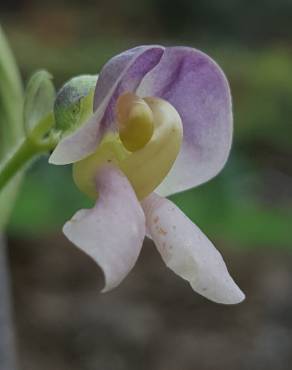 Fotografia 1 da espécie Vigna unguiculata no Jardim Botânico UTAD