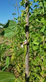 Fotografia da espécie Vigna unguiculata