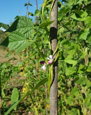 Fotografia 6 da espécie Vigna unguiculata no Jardim Botânico UTAD