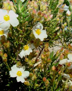 Fotografia 1 da espécie Cistus clusii subesp. multiflorus no Jardim Botânico UTAD