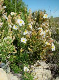 Fotografia da espécie Cistus clusii subesp. multiflorus