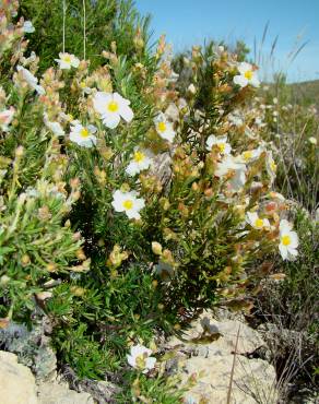 Fotografia 3 da espécie Cistus clusii subesp. multiflorus no Jardim Botânico UTAD