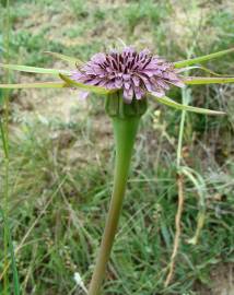 Fotografia da espécie Tragopogon porrifolius subesp. porrifolius