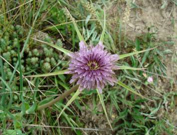 Fotografia da espécie Tragopogon porrifolius subesp. porrifolius