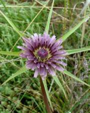 Fotografia da espécie Tragopogon porrifolius