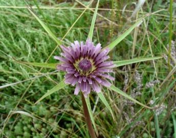 Fotografia da espécie Tragopogon porrifolius subesp. porrifolius