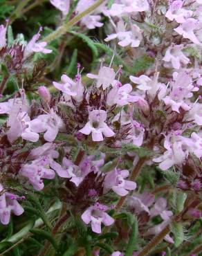 Fotografia 1 da espécie Thymus mastigophorus no Jardim Botânico UTAD