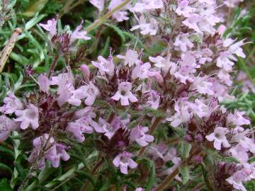 Fotografia da espécie Thymus mastigophorus