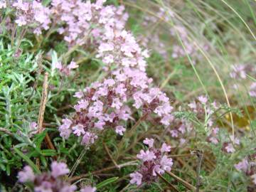 Fotografia da espécie Thymus mastigophorus