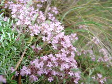 Fotografia da espécie Thymus mastigophorus