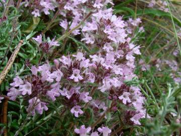 Fotografia da espécie Thymus mastigophorus