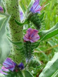 Fotografia da espécie Echium vulgare subesp. vulgare