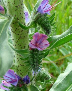 Fotografia 1 da espécie Echium vulgare subesp. vulgare no Jardim Botânico UTAD