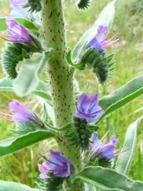 Fotografia da espécie Echium vulgare subesp. vulgare