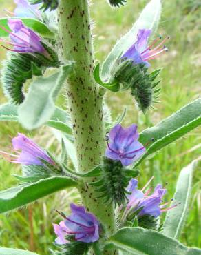 Fotografia 2 da espécie Echium vulgare subesp. vulgare no Jardim Botânico UTAD