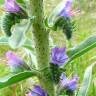 Fotografia 2 da espécie Echium vulgare subesp. vulgare do Jardim Botânico UTAD