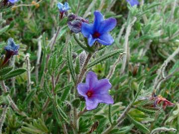 Fotografia da espécie Lithodora fruticosa