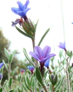 Fotografia 3 da espécie Lithodora fruticosa no Jardim Botânico UTAD