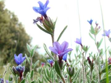 Fotografia da espécie Lithodora fruticosa