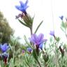 Fotografia 3 da espécie Lithodora fruticosa do Jardim Botânico UTAD