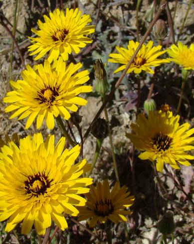 Fotografia de capa Scorzonera hispanica subesp. asphodeloides - do Jardim Botânico