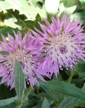 Fotografia 1 da espécie Centaurea malacitana no Jardim Botânico UTAD