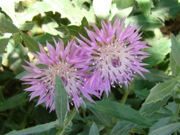 Fotografia da espécie Centaurea malacitana