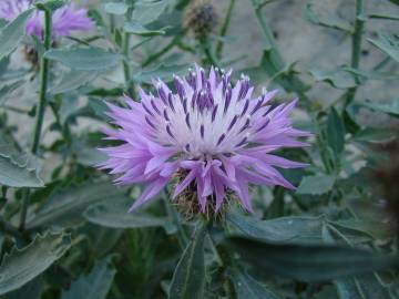 Fotografia da espécie Centaurea malacitana