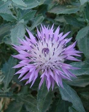 Fotografia 3 da espécie Centaurea malacitana no Jardim Botânico UTAD