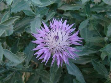 Fotografia da espécie Centaurea malacitana