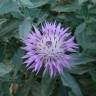 Fotografia 3 da espécie Centaurea malacitana do Jardim Botânico UTAD