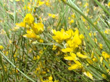 Fotografia da espécie Genista spartioides