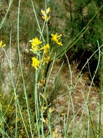 Fotografia da espécie Genista spartioides