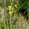 Fotografia 3 da espécie Genista spartioides do Jardim Botânico UTAD