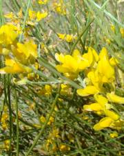 Fotografia da espécie Genista spartioides