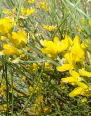 Fotografia 1 da espécie Genista spartioides no Jardim Botânico UTAD