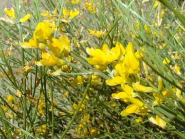 Fotografia da espécie Genista spartioides